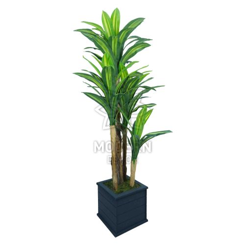 Siyah Dekoratif Ahşap Kare Saksıda Yapay Islak Dracena Ağacı 200 Cm